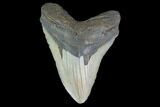 Fossil Megalodon Tooth - North Carolina #124928-1